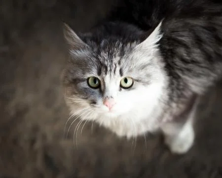 Cat looking at camera Stock Photos
