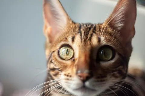 Cat looking at the camera Stock Photos