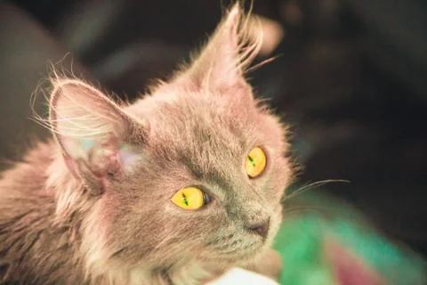 Cat looking at the camera Stock Photos