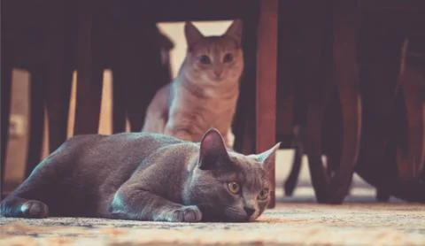 Cat looking at the camera Stock Photos