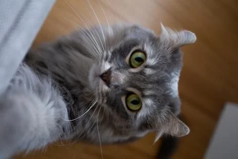 CAT LOOKING AT CAMERA Stock Photos