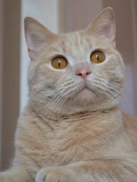 A cat that is looking at the camera Stock Photos