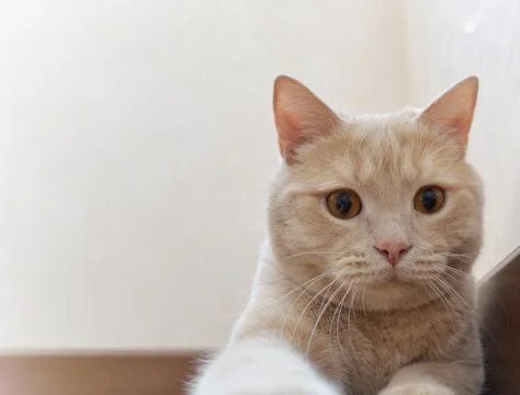 A cat that is looking at the camera Stock Photos