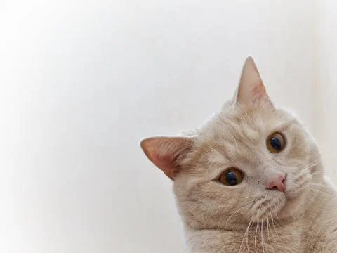 A cat that is looking at the camera Foto stock