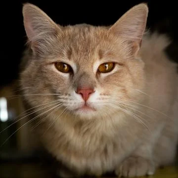 Cat looking into camera Stock Photos