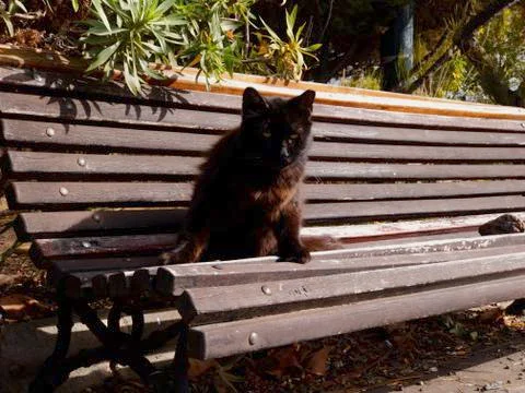CAT LOOKING AT THE CAMERA Foto stock