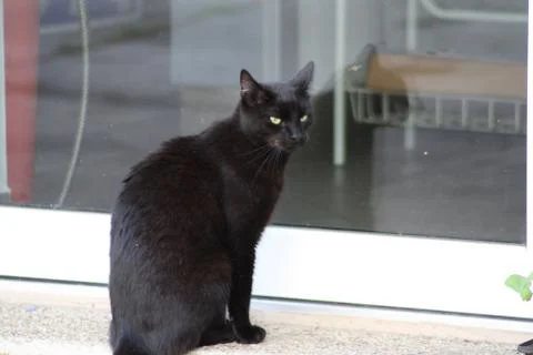 A cat that is looking at the camera Stock Photos