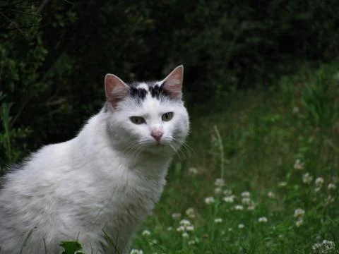 Cat looking into the camera Stock Photos