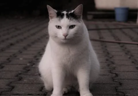 Cat looking at the camera Foto stock