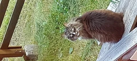 Cat looking in the camera. Stock Photos