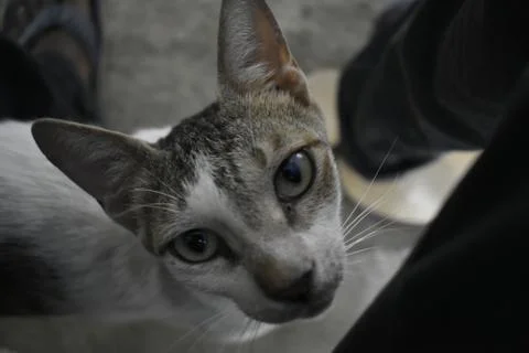 Cat looking to the camera Stock-Fotos