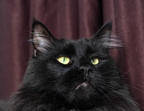 A cat that is looking at the camera Stock Photos