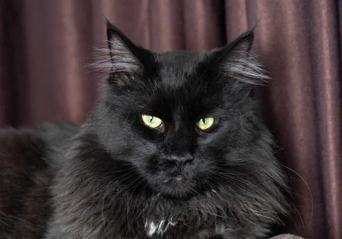 A cat that is looking at the camera Stock Photos