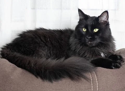 A cat that is looking at the camera Stock Photos