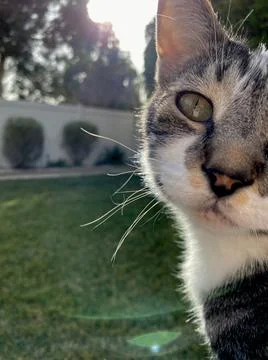 Cat looking at camera 库存照片