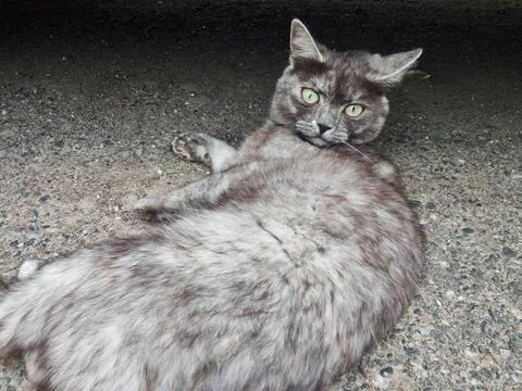 A cat is looking at camera 库存照片