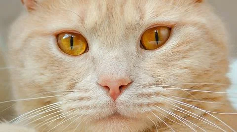 A cat that is looking at the camera Stock Photos