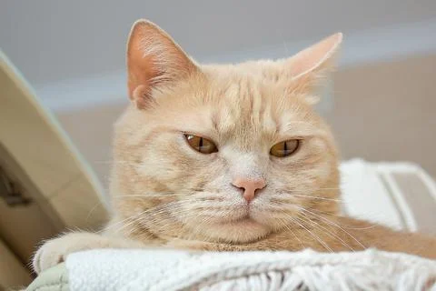 A cat that is looking at the camera Stock Photos