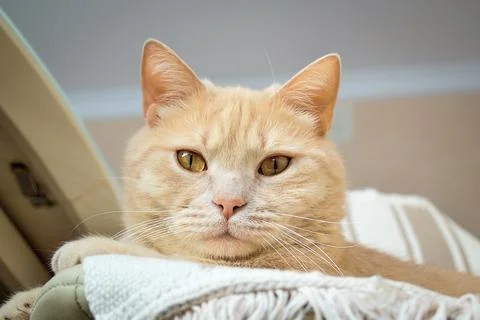 A cat that is looking at the camera Foto stock