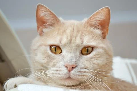 A cat that is looking at the camera Stock Photos