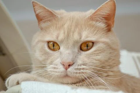 A cat that is looking at the camera Stock Photos