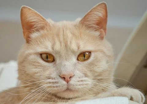 A cat that is looking at the camera Foto stock