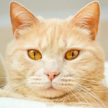 A cat that is looking at the camera Stock Photos