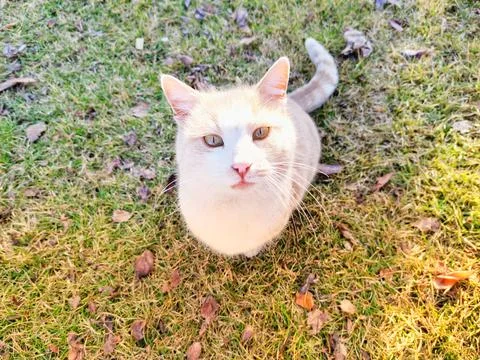 Cat looking at camera. Stock Photos