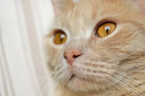 A cat that is looking at the camera Stock Photos