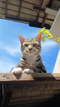 Cat looking at the camera Stock Photos