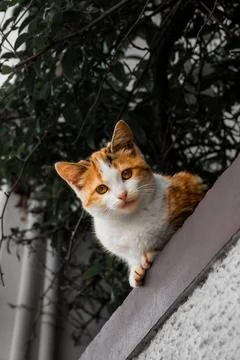 Cat looking into the camera 写真素材