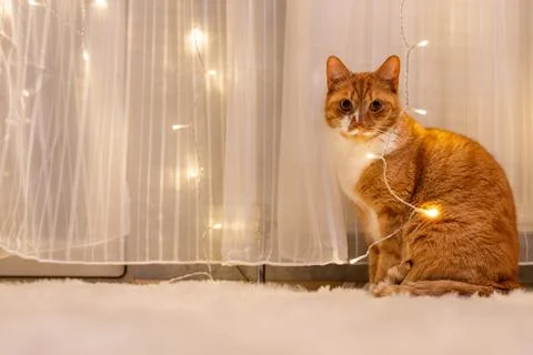 The cat is looking at the camera Stock Photos