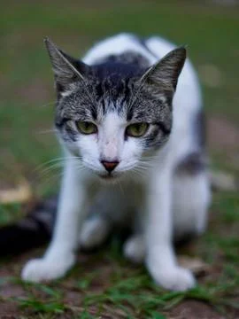 Cat looking at camera Fotos de archivo