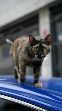 A cat looking camera Stock Photos