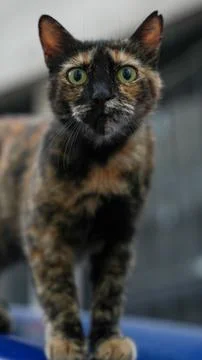 A cat looking camera Stock Photos