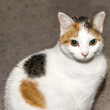 A cat looking at the camera with piercing eyes Fotos Stock