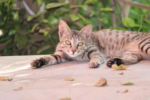 Cat Looking At Camera.The rusty-spotted cat is smallest members of wild cat f Stock Photos