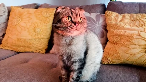 Cat looking at the camera Scottish Fold breed 스톡 동영상 313931336