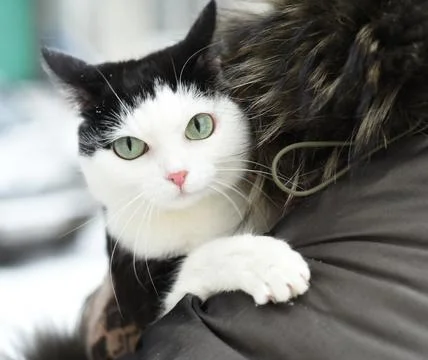 Cat looking at the camera sitting on hands the mistress Stock Photos