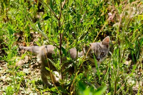 Cat looking at camera through grass Stock Photos