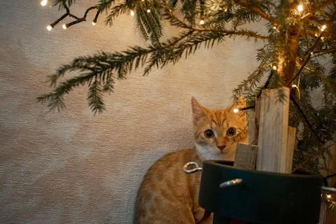 The cat is looking at the camera under the Christmas tree and lights. Stock Photos