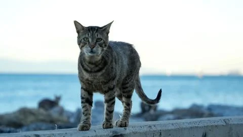 Cat looking at the camera walking on the wall Stock Photos