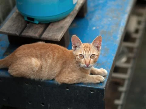 CAT LOOKING AT CAMERA WHILE LYING ON TABLE Stock Photos