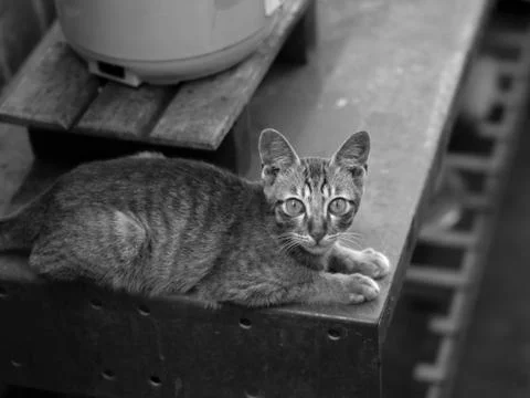 CAT LOOKING AT CAMERA WHILE LYING ON TABLE Stock Photos