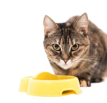 Cat looking at the camera on white background Stock Photos