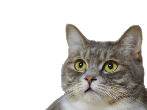 A cat that is looking at the camera with white background Stock Photos