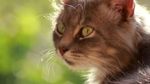 Cat Looking, Cat Outside Stock Footage 40539063