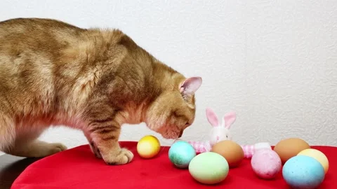 Cat looking at colorful Easter eggs. Video stock 172562407