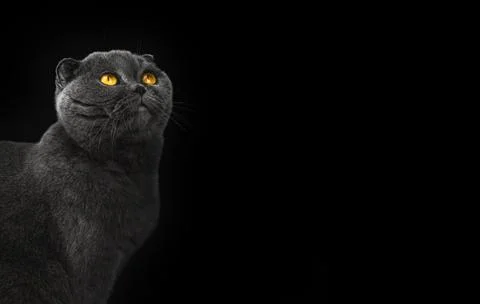 Cat is looking up concept in studio, scottish fold on a black isolated backgr Stock Photos