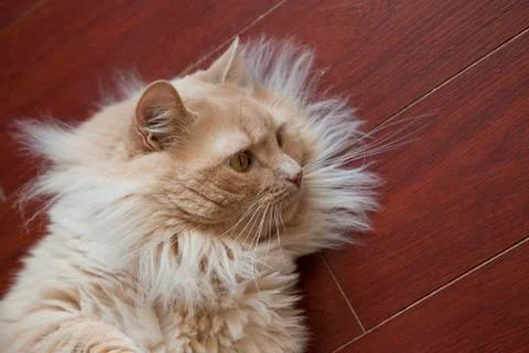 Cat looking at copy space Stock Photos